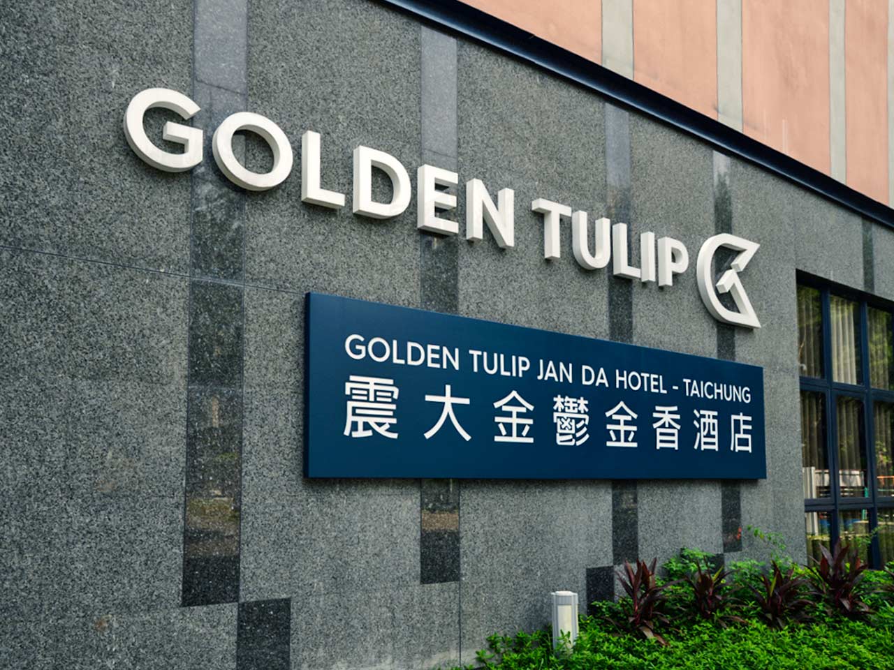 golden_tulip8